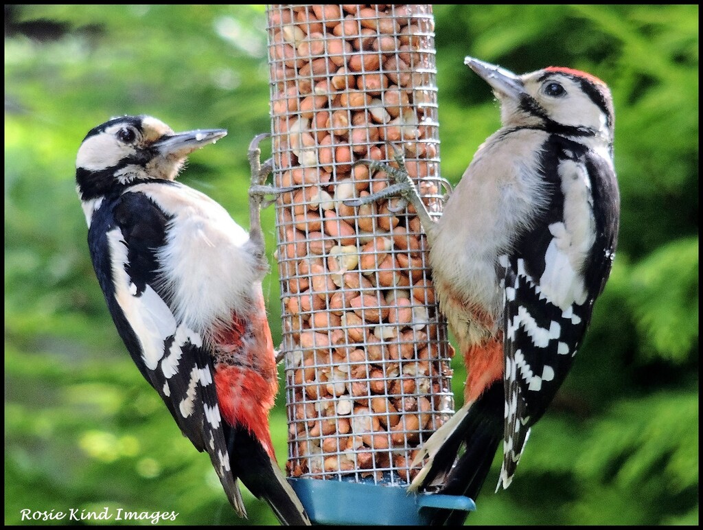 Young Woodies by rosiekind