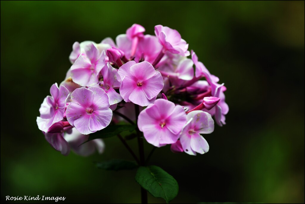 Flower in my back garden by rosiekind