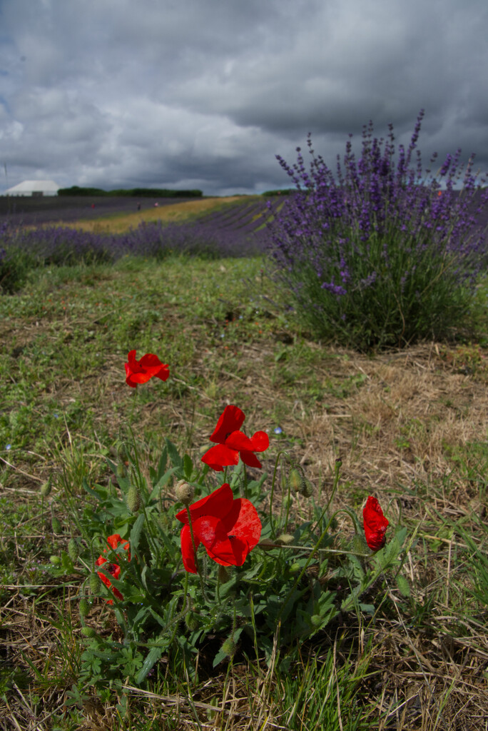 Poppy in the Lavender by 30pics4jackiesdiamond