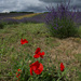 Poppy in the Lavender by 30pics4jackiesdiamond