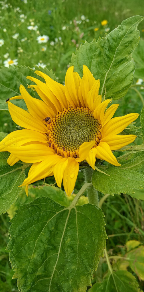 The first sunflower  by 365projectorgjoworboys