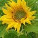 The first sunflower  by 365projectorgjoworboys