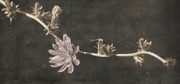 10th Jul 2024 -  A Chicory Stem 