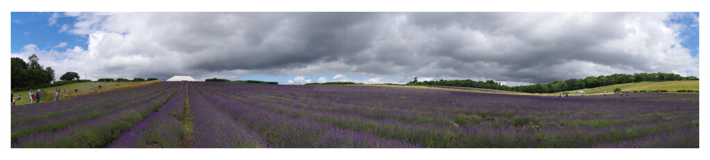 Lordington Lavender Fields by 30pics4jackiesdiamond