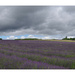 Lordington Lavender Fields