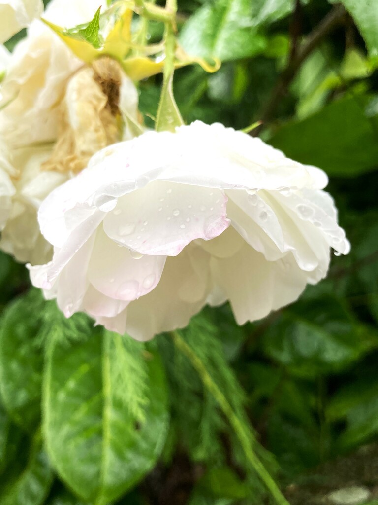 Raindrops on roses by 365anne