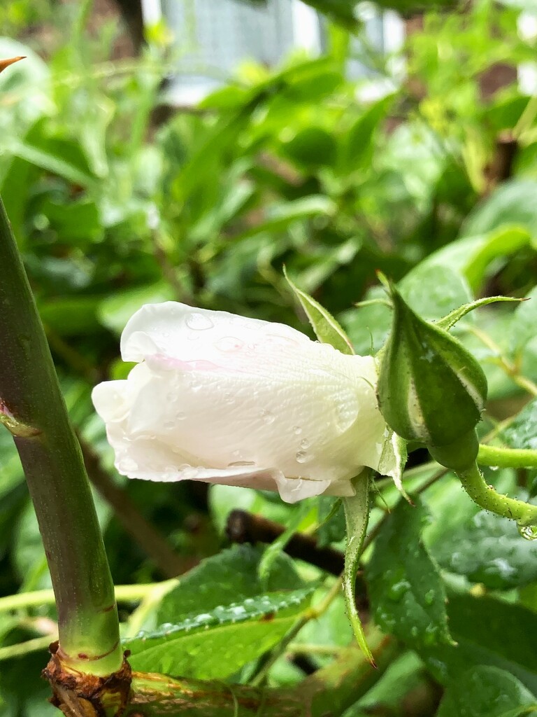 Raindrops on rosebuds by 365anne