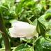 Raindrops on rosebuds by 365anne