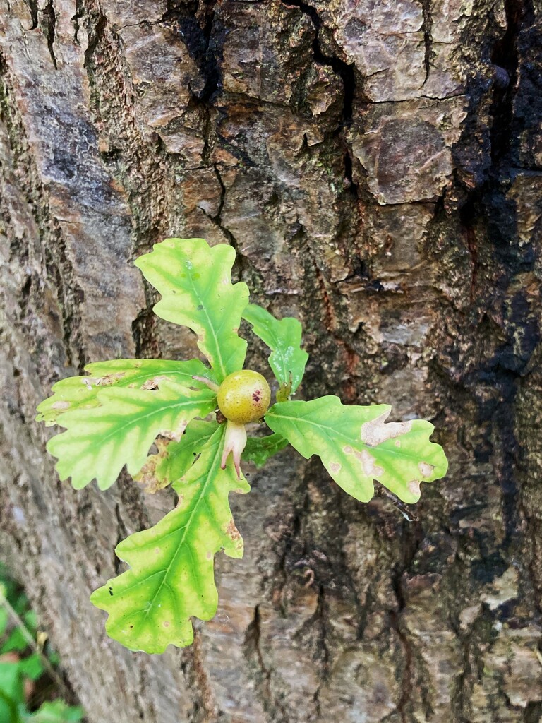 Tiny acorn by 365anne