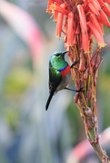 5th Jul 2024 - Southern Double-collared Sunbird