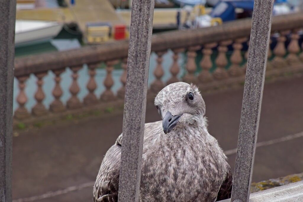 Young Seagull by billyboy