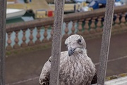 10th Jul 2024 - Young Seagull