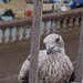 Young Seagull by billyboy