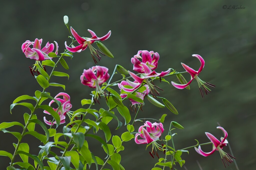 LHG_1972Asian Lilys by rontu