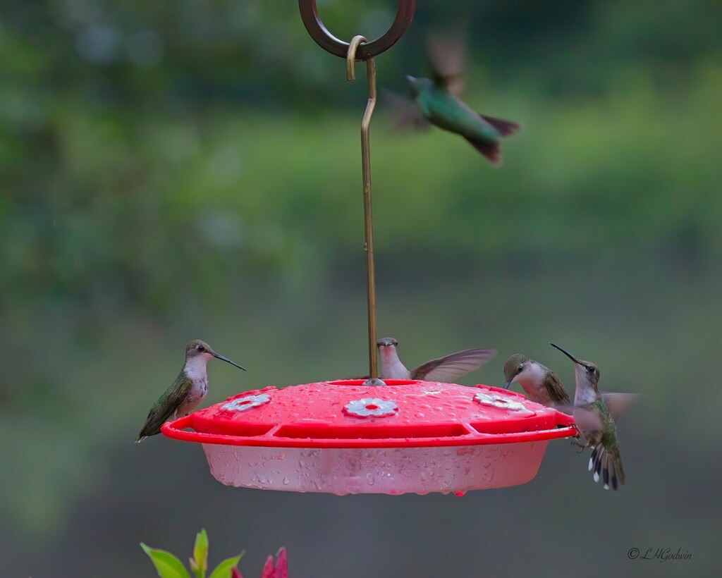 LHG_1869 Five at once on one feeder by rontu