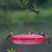 LHG_1869 Five at once on one feeder by rontu