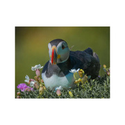 10th Jul 2024 - Flowery Puffin