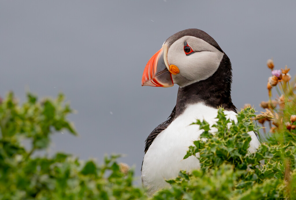 Another Puffin by lifeat60degrees