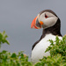 Another Puffin by lifeat60degrees