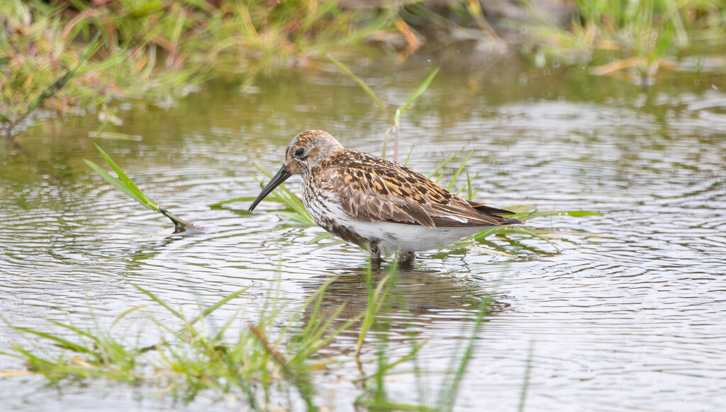 Dunlin by lifeat60degrees