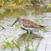 Dunlin by lifeat60degrees