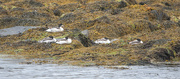 10th Jul 2024 - Shelduck Chicks