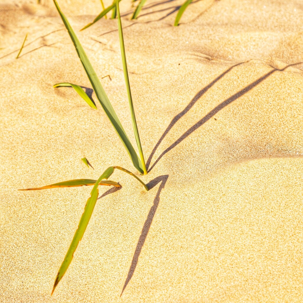 The beach in macro….. by billdavidson