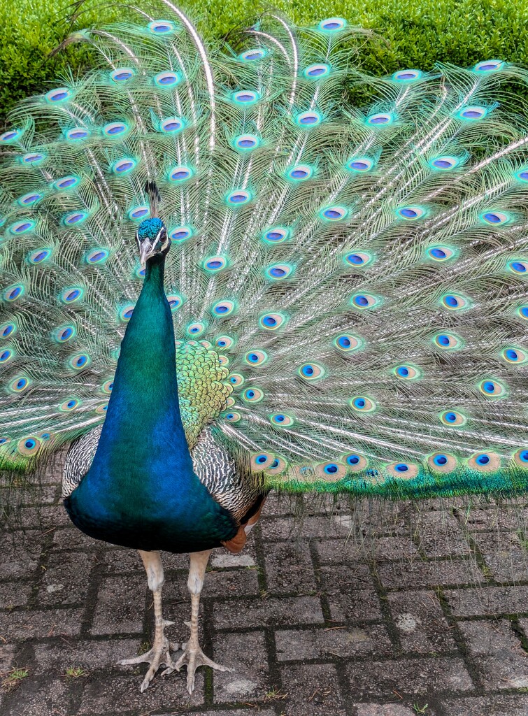 Proud peacock  by boxplayer