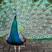 Proud peacock  by boxplayer