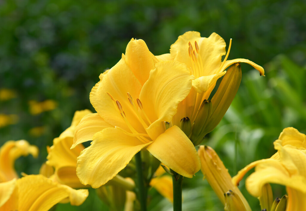 Buttered Popcorn Daylily by paintdipper