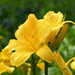 Buttered Popcorn Daylily by paintdipper