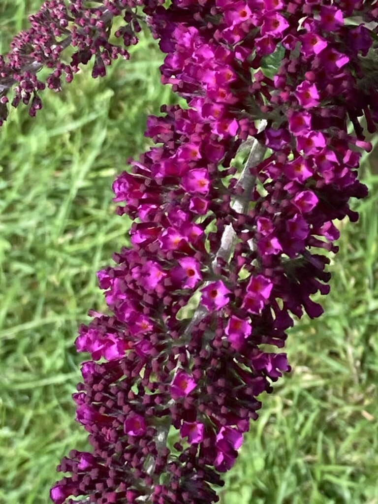 Buddleia Blossom by cataylor41