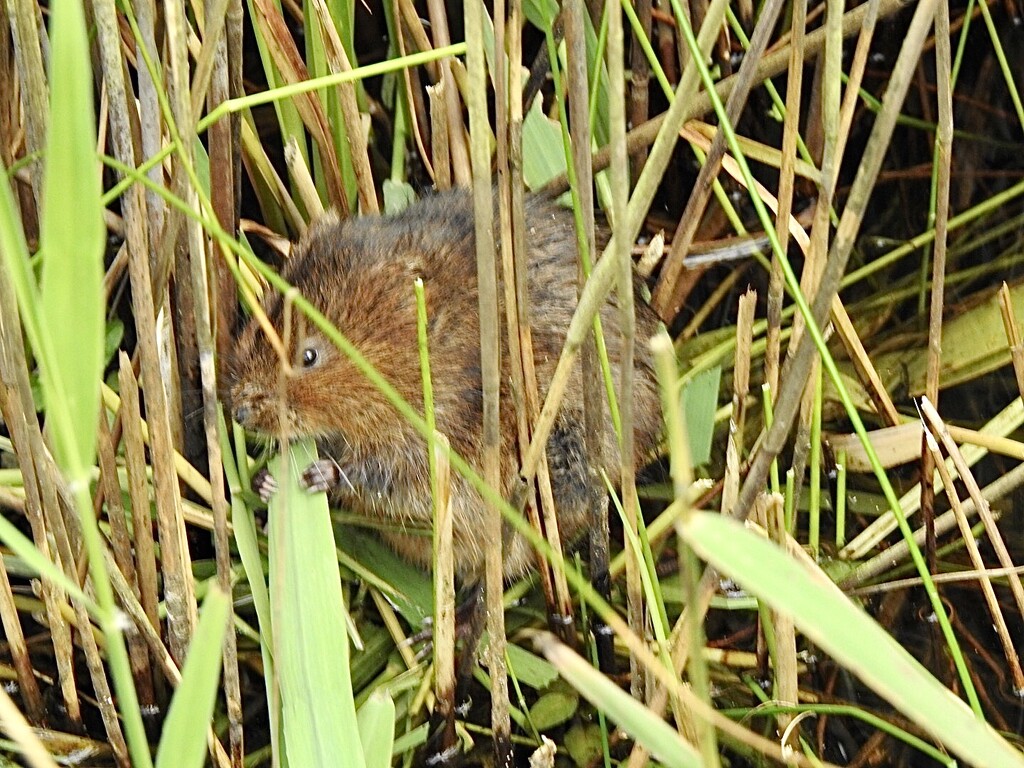 Water Vole - Today’s Highlight  by susiemc