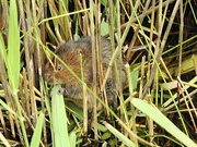 10th Jul 2024 - Water Vole - Today’s Highlight 