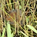 Water Vole - Today’s Highlight 