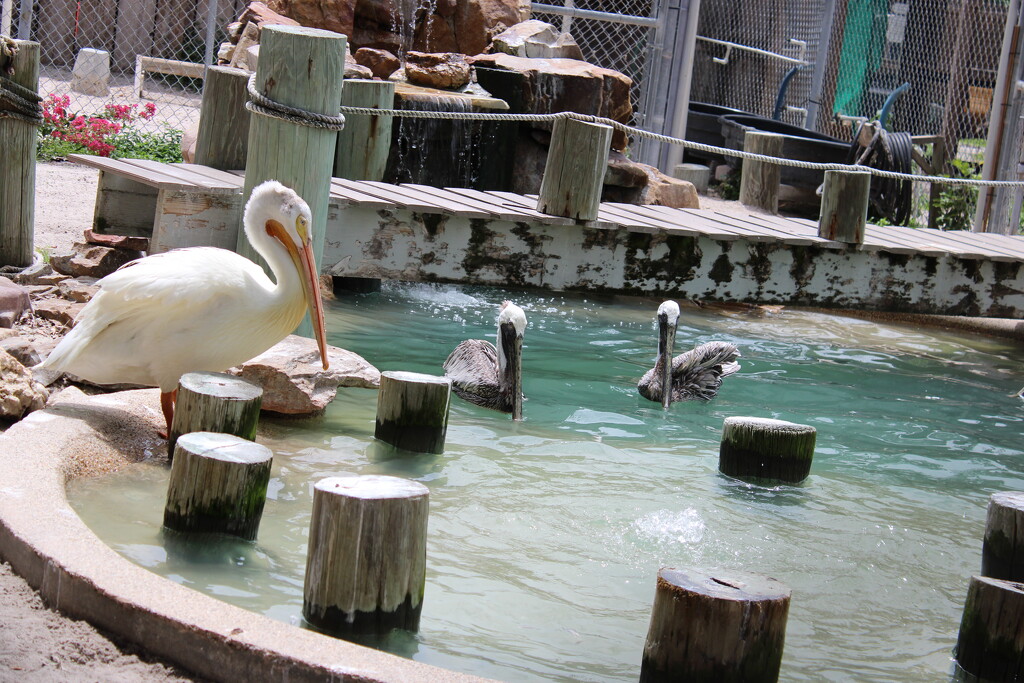 pelicans by fallenrosepetals