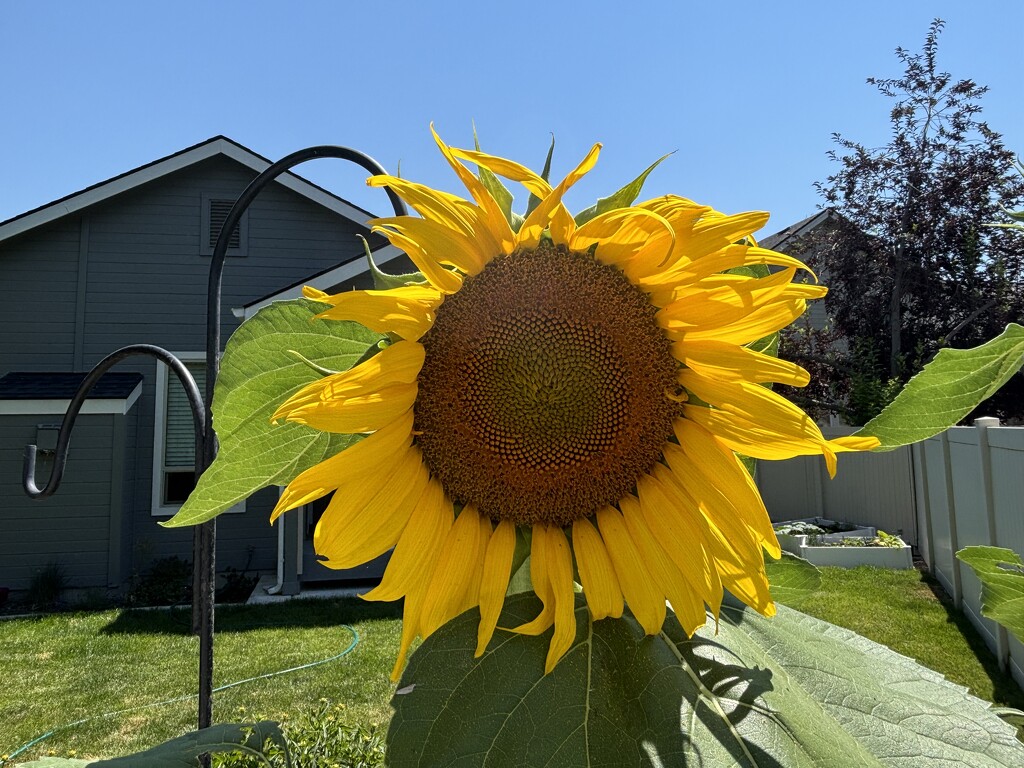 Sunflower  by pirish