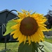 Sunflower  by pirish