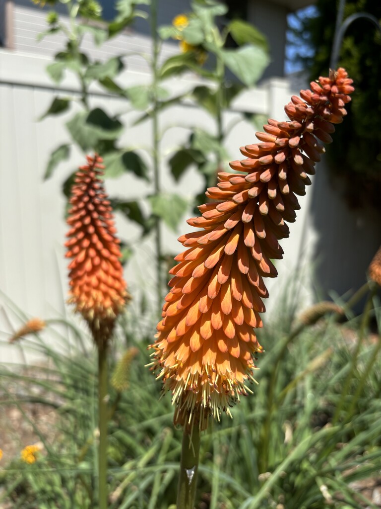 Garden flowers by pirish