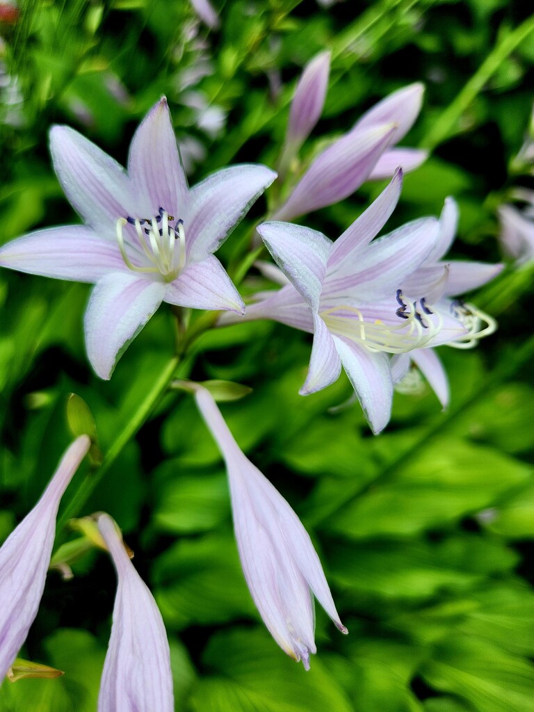 The Flowers of Hostas by jo38