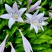 The Flowers of Hostas by jo38