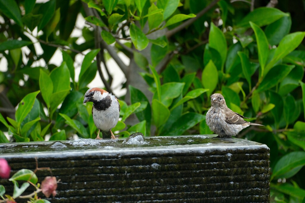 2 Birds on a Fountain by redy4et