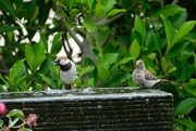 10th Jul 2024 - 2 Birds on a Fountain