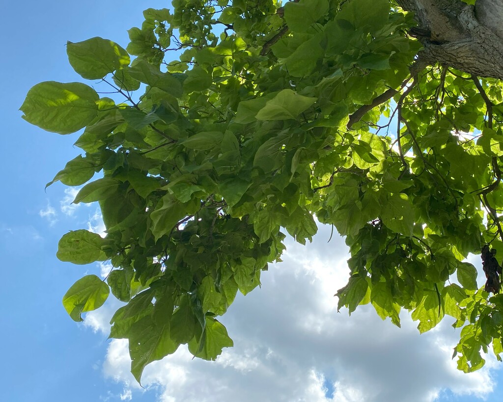 A shady tree on a hot day by tunia