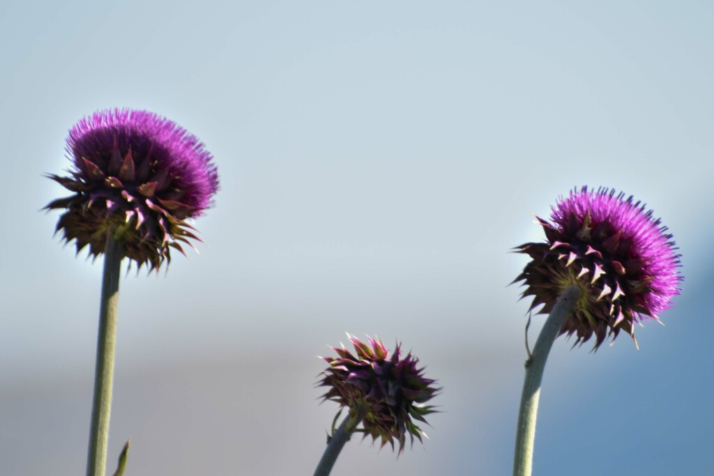 Purple Thistle by bjywamer