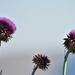 Purple Thistle by bjywamer