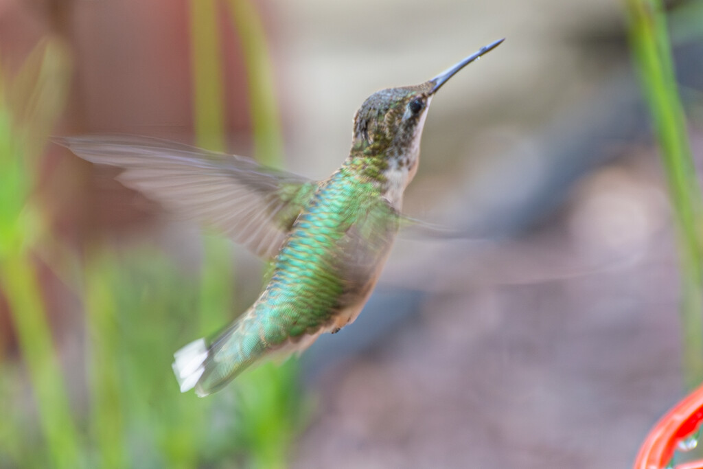 Hummer through the window... by thewatersphotos