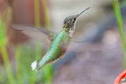 9th Jul 2024 - Hummer through the window...