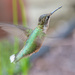 Hummer through the window... by thewatersphotos