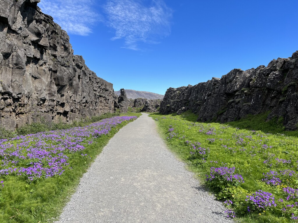 Pathway with Flowers by leopuv